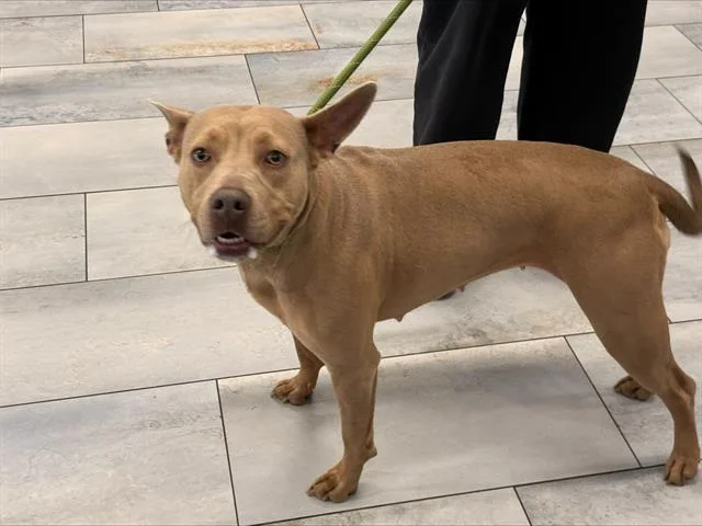 An adult medium-sized female Pit Bull Terrier dog named A for adoption in Charlotte, NC