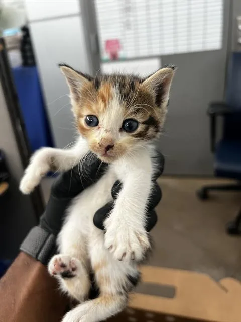 A baby medium-sized female Domestic Medium Hair cat named Tofu for adoption in Dallas, TX