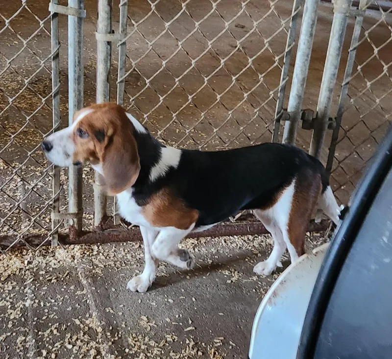 A young small-sized female Tricolor (Brown, Black, & White) Beagle dog named Eve for adoption in Liberty Center, OH