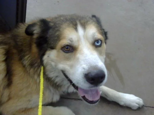 An adult large-sized male Mixed Breed dog named Nacho for adoption in Dallas, TX