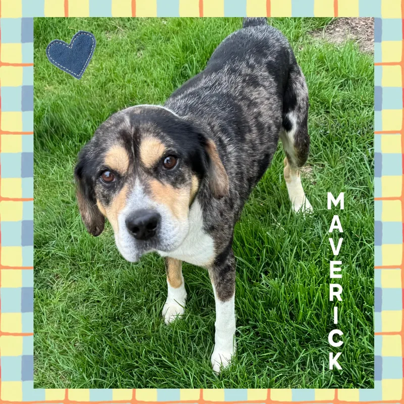 An adult medium-sized male Catahoula Leopard Dog dog named Maverick for adoption in Mokena, IL