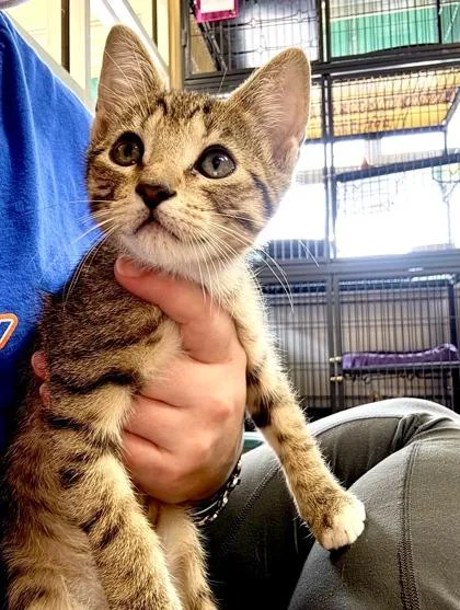 A baby small-sized female Domestic Short Hair cat named B. Arthur for adoption in New Orleans, LA