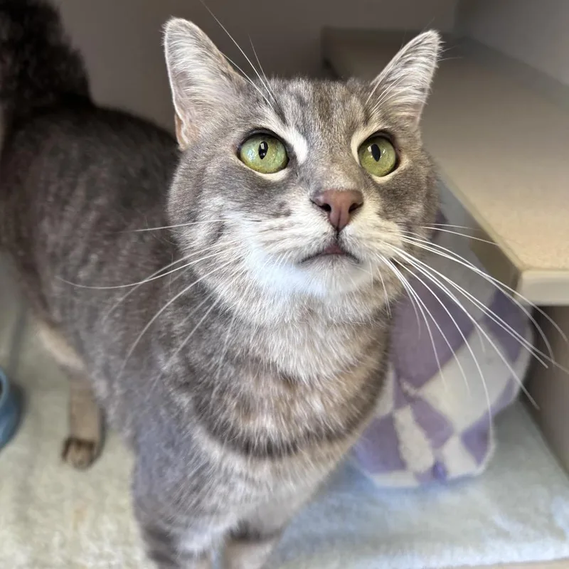 A senior medium-sized male Gray / Blue / Silver Domestic Short Hair cat named Meatball for adoption in Redwood City, CA