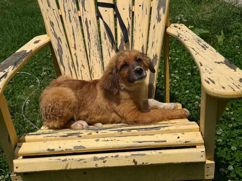 A young small-sized male Spaniel dog named Rico for adoption in Lexington, KY