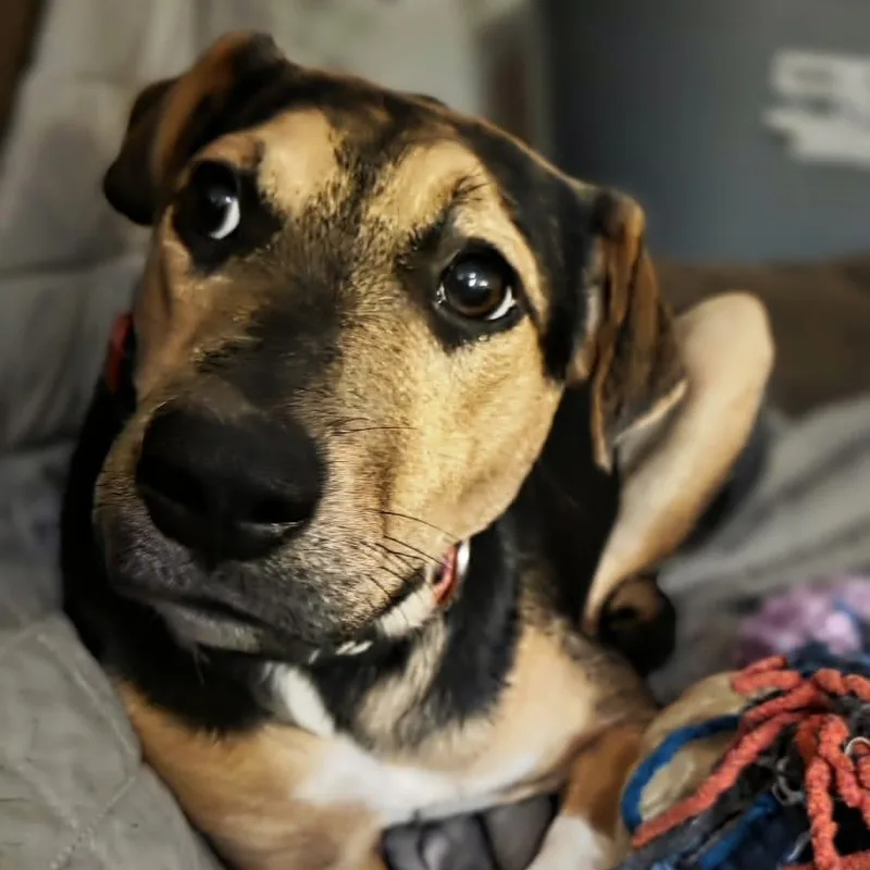 A young medium-sized female Bicolor Mixed Breed dog named Cleopatra for adoption in Baldwin, MD