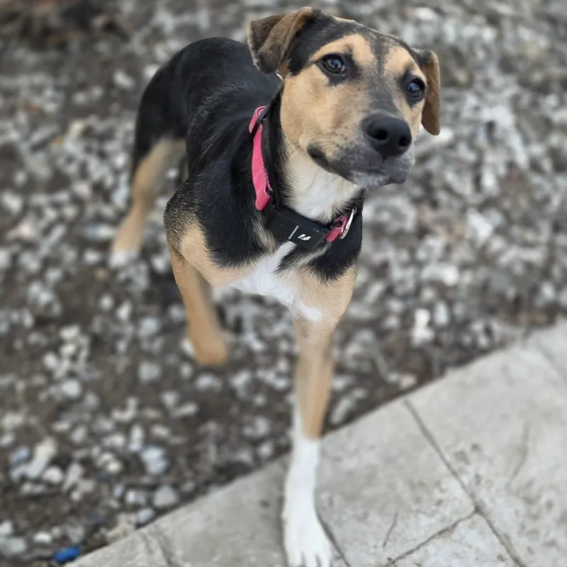 Cleopatra thumbnail 2