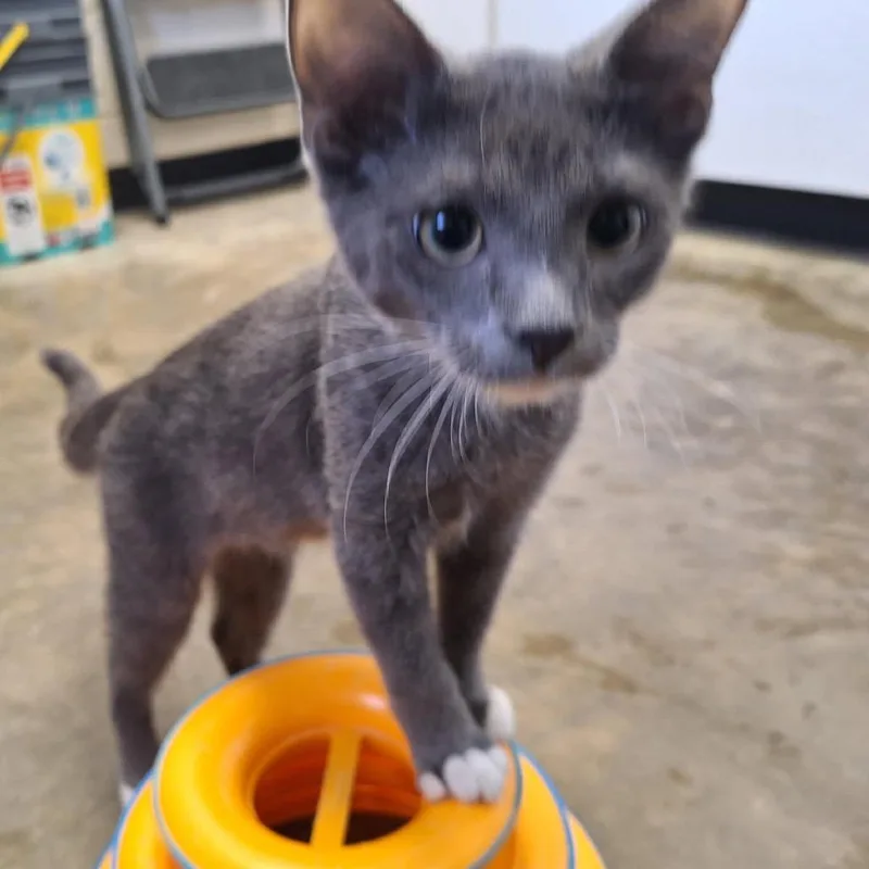 A baby small-sized male Gray / Blue / Silver Domestic Short Hair cat named Jaq for adoption in Albert Lea, MN