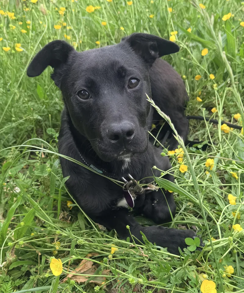 A baby medium-sized female Black Labrador Retriever dog named Ebony for adoption in Pittsburgh, PA