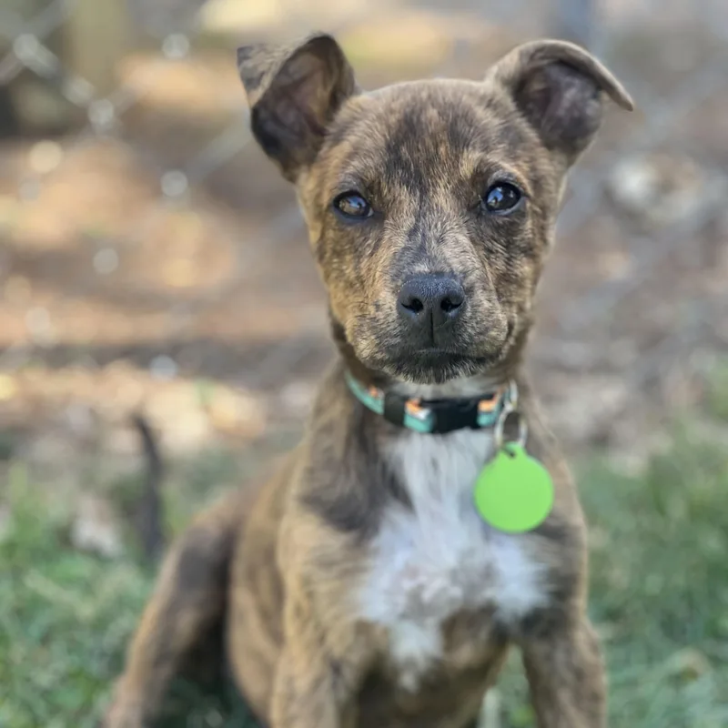 A baby medium-sized female Brindle Terrier dog named Izzy for adoption in Greensboro, NC