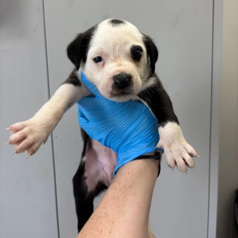 A baby small-sized female Black Mixed Breed dog named Honey chicken for adoption in LOXAHATCHEE, FL