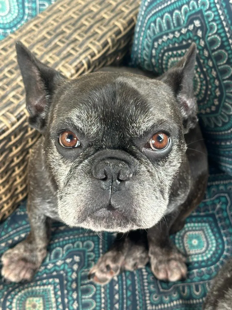 An adult small-sized female Brown / Chocolate French Bulldog dog named Mabel for adoption in Salisbury, NC