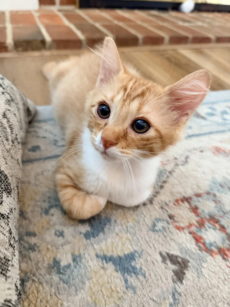 A young medium-sized male Orange & White Domestic Short Hair cat named Sebastian for adoption in Cary, NC