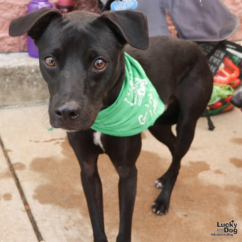 A young small-sized male Labrador Retriever dog named Tobias for adoption in Washington, DC