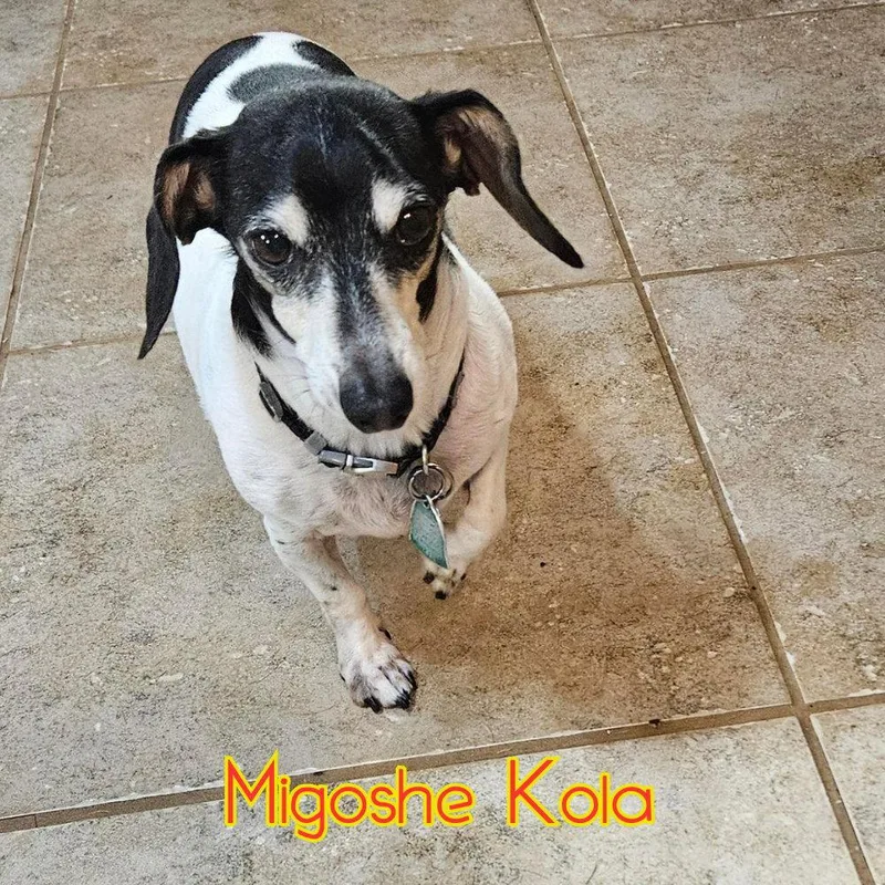 MiGoshe Kola