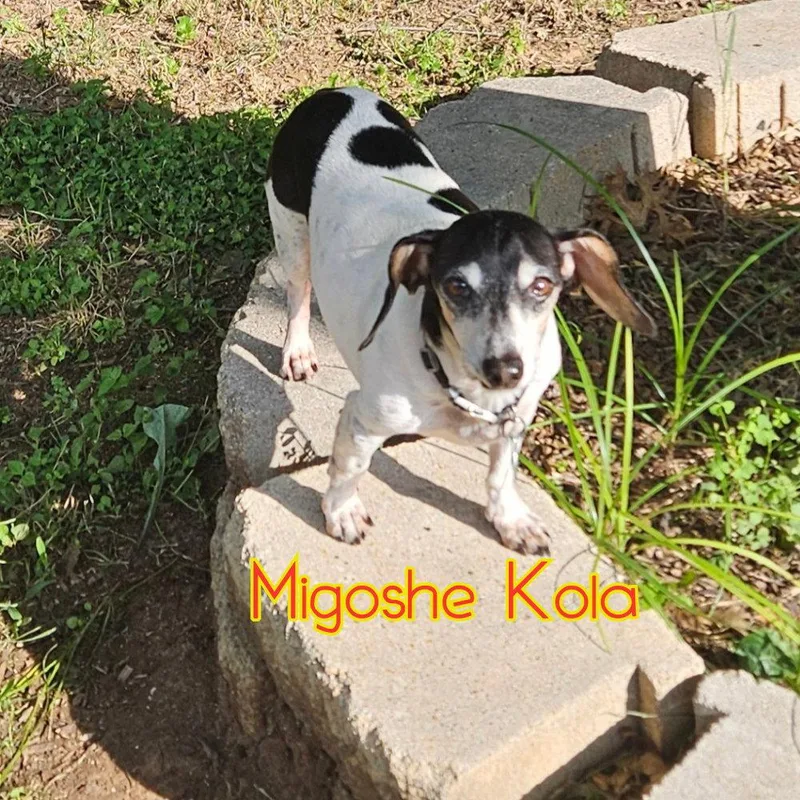 MiGoshe Kola thumbnail 3