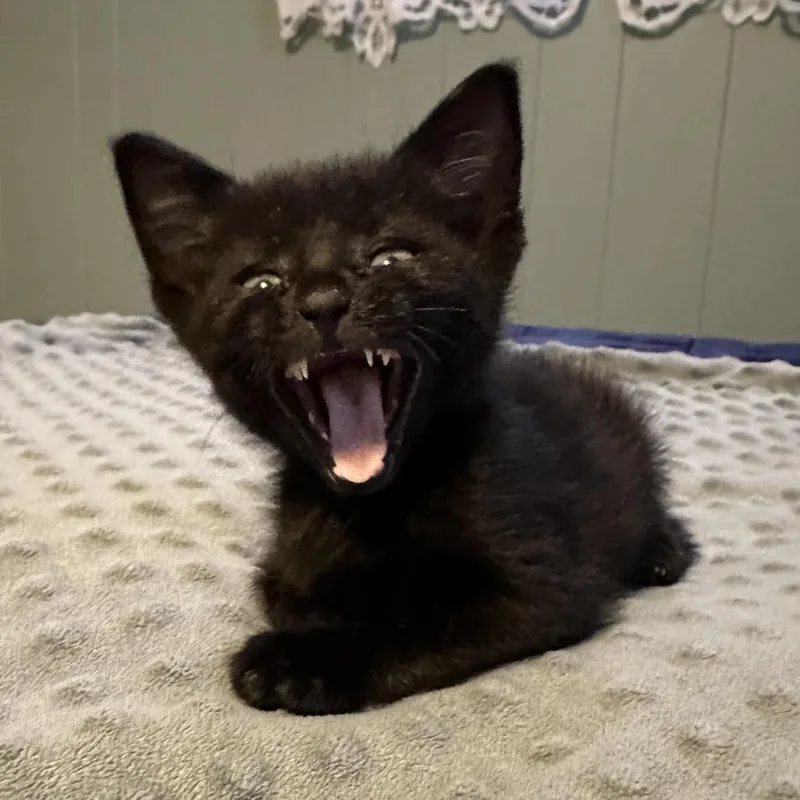 A baby small-sized male Black Domestic Short Hair cat named Monopoly Baxter for adoption in Eagle Mountain, UT