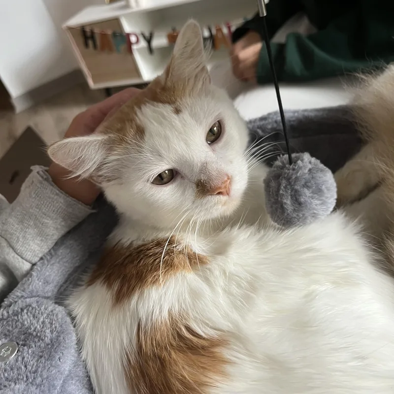 An adult medium-sized male Orange & White Domestic Short Hair cat named Zesto for adoption in Columbia, SC