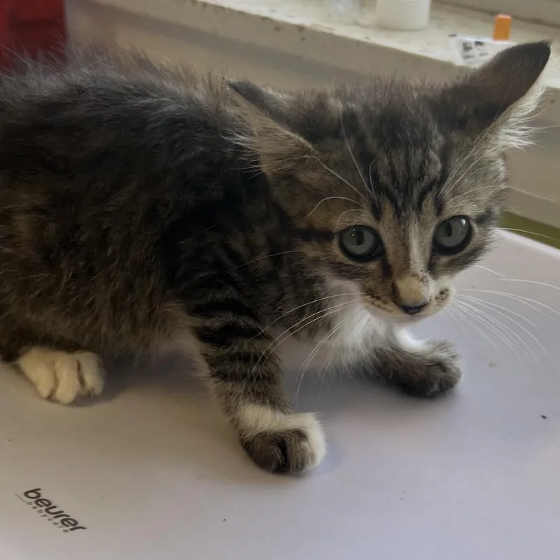 A young medium-sized female Black Domestic Short Hair cat named Madelyn for adoption in Floresville, TX