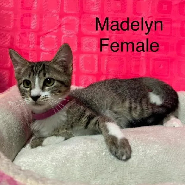 Madelyn thumbnail 2