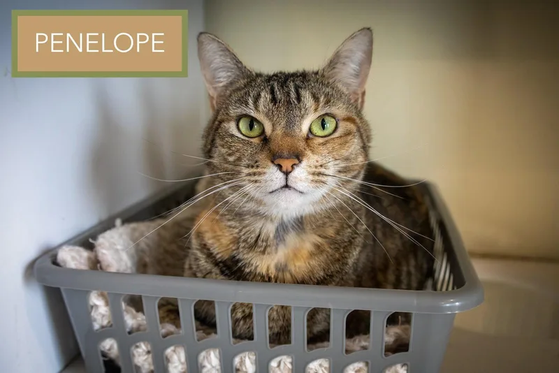 An adult medium-sized female Tabby cat named Penelope for adoption in Greenville, DE