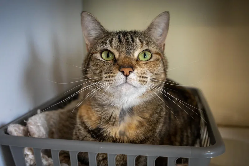 Penelope thumbnail 3