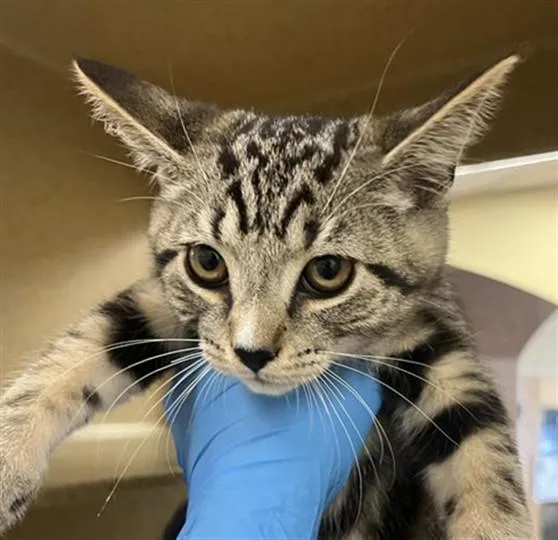 A baby small-sized male Domestic Short Hair cat named Boots for adoption in Sacramento, CA