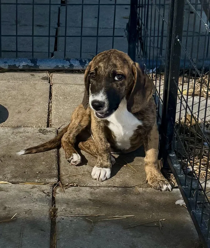 A baby medium-sized male Brindle Basset Hound dog named Kol for adoption in Washington, MO
