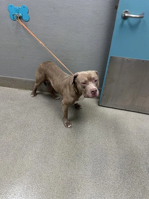 A young large-sized male Pit Bull Terrier dog named Brayden for adoption in Las Vegas, NV