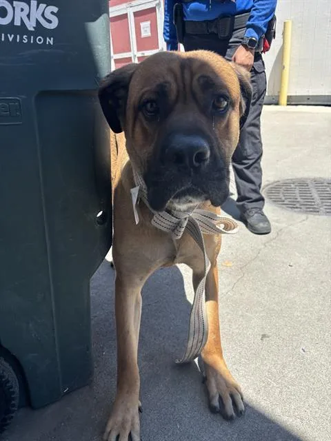 An adult large-sized male Mastiff dog named Slamson for adoption in Sacramento, CA