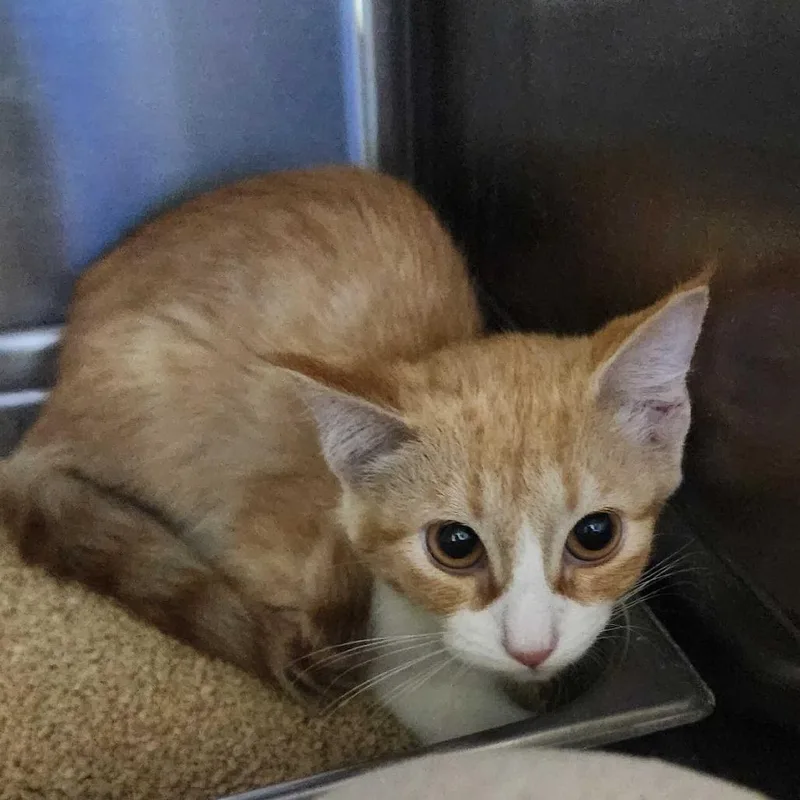 A baby small-sized female Domestic Short Hair cat named Lavender for adoption in Davenport, IA