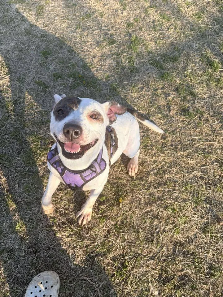 An adult medium-sized female Brindle Mixed Breed dog named Alana for adoption in Mullins, SC