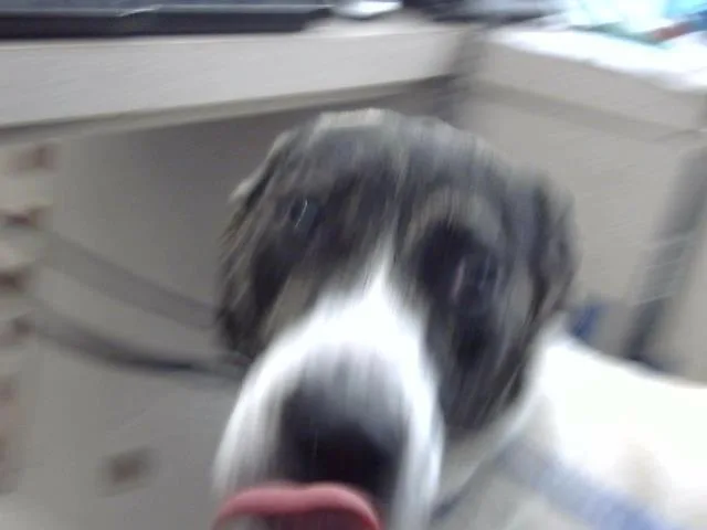 A young large-sized male Mixed Breed dog named Bubbs for adoption in Dallas, TX