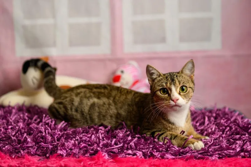 A young medium-sized female Domestic Short Hair cat named Gypsy for adoption in Roanoke, TX