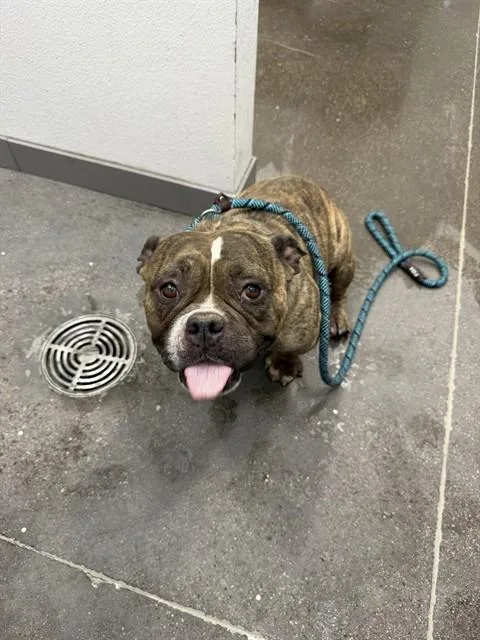An adult large-sized male American Bulldog dog named Brick House for adoption in Mesa, AZ