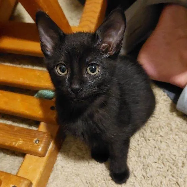 A baby small-sized female Black Domestic Short Hair cat named Hershey for adoption in Nampa, ID
