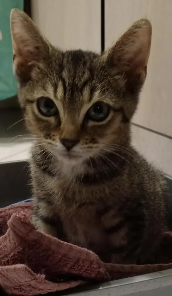A baby small-sized female Domestic Short Hair cat named Mellow for adoption in Ardsley, NY