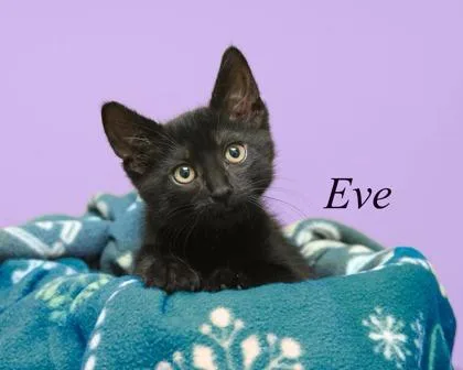 Eve