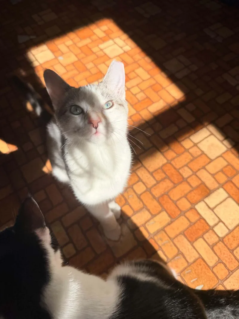 A young medium-sized female Calico American Shorthair cat named Pearl and Kali Bonded for adoption in Halethorpe, MD