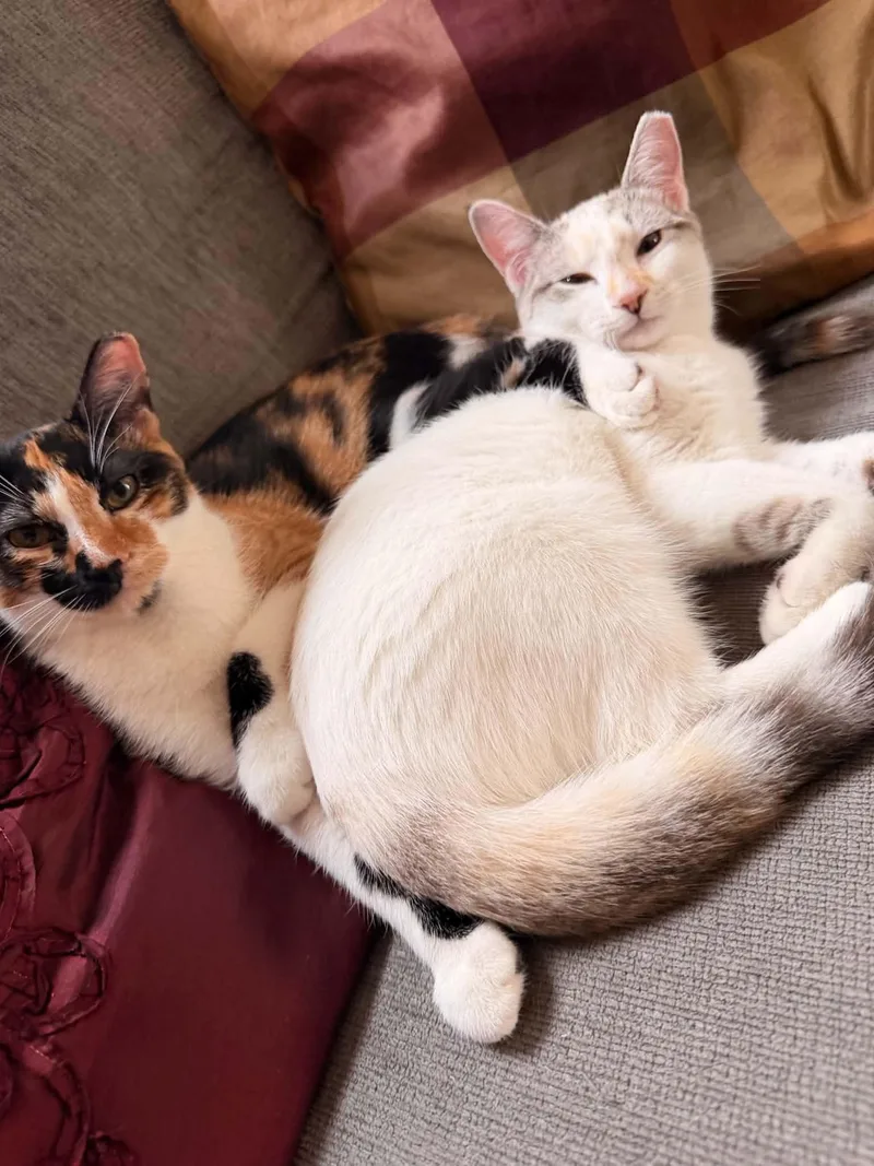Pearl and Kali Bonded thumbnail 3