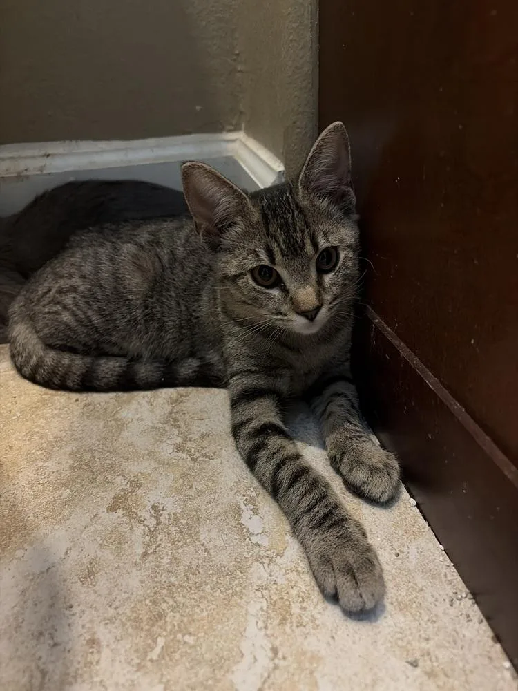 A young medium-sized female American Shorthair cat named Wren for adoption in Tampa, FL
