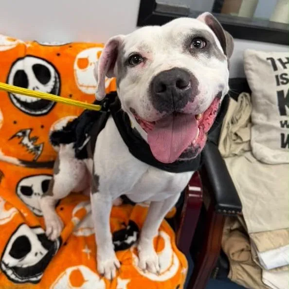 An adult large-sized male White / Cream Pit Bull Terrier dog named Ace for adoption in Watertown, NY