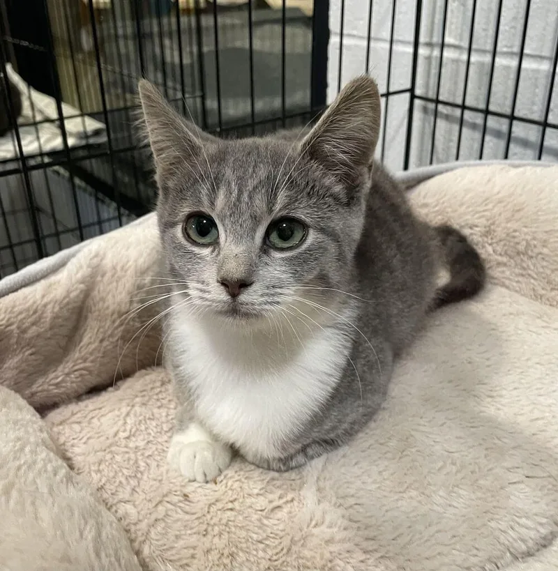 A baby small-sized female Domestic Short Hair cat named Mitch for adoption in Jackson, MI