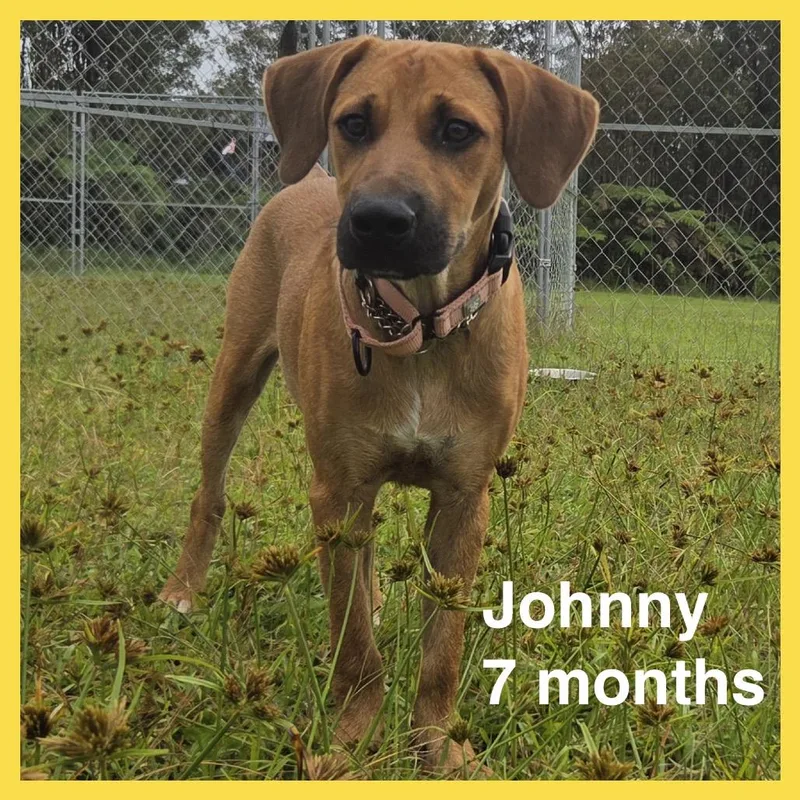 A young small-sized male Brown / Chocolate Mixed Breed dog named Johnny for adoption in Volcano, HI