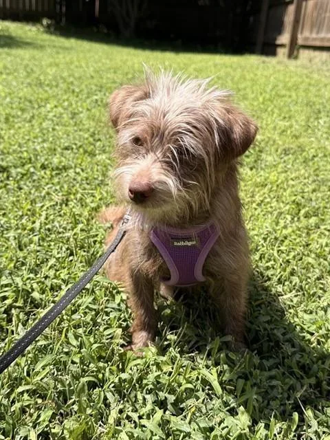 A young small-sized male Dachshund dog named Evander for adoption in Omaha, NE