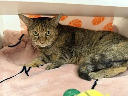 An adult medium-sized female Domestic Short Hair cat named Wendy for adoption in Reisterstown, MD