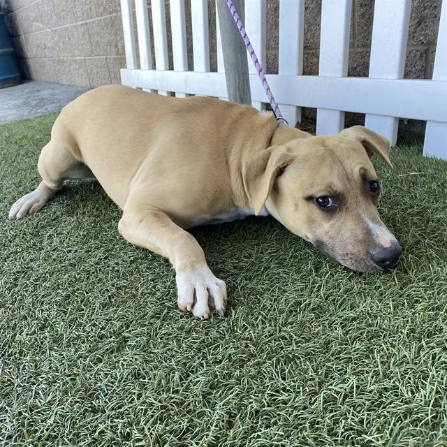 A young large-sized female Pit Bull Terrier dog named Rave for adoption in Modesto, CA