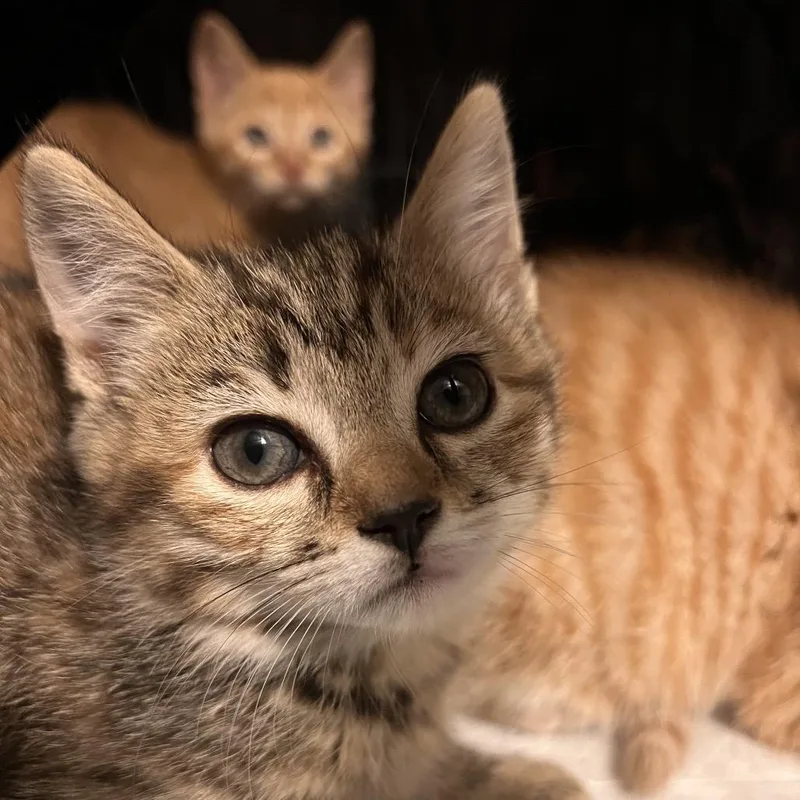 A baby small-sized female Gray / Blue / Silver Domestic Short Hair cat named Betty for adoption in Fredericksburg, VA