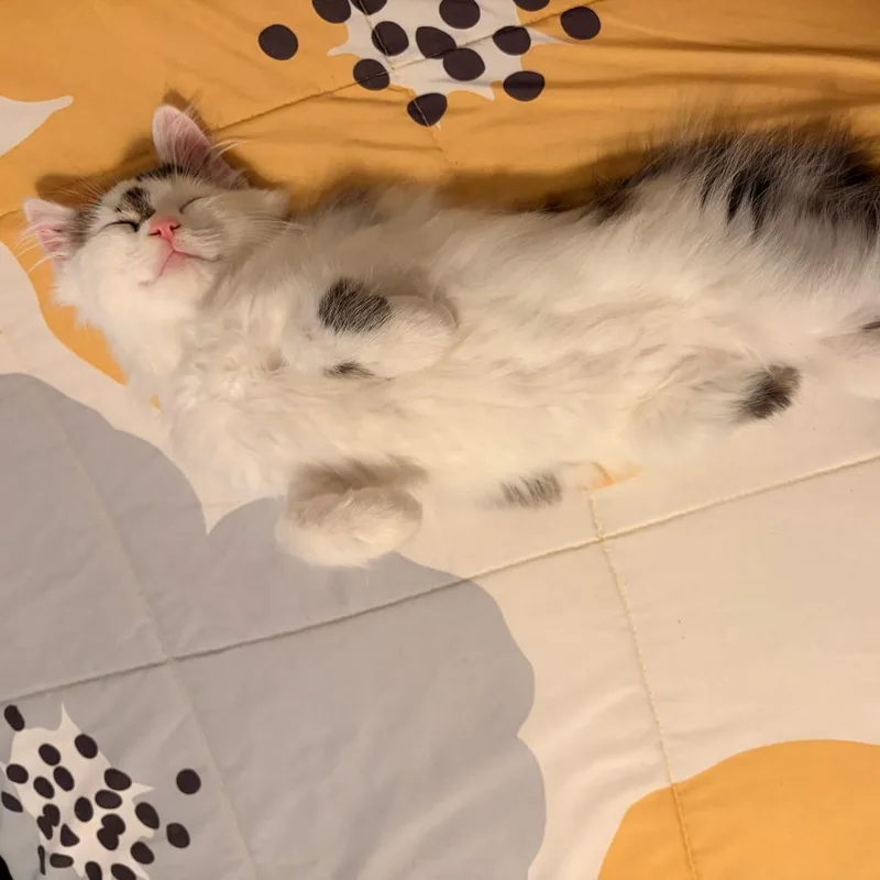 A baby small-sized male White Domestic Long Hair cat named Aerosmith for adoption in Evanston, IL