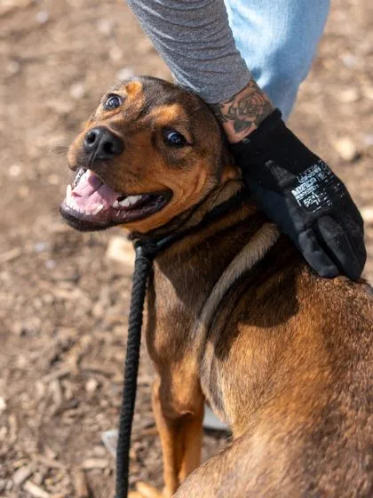 A young large-sized male Mixed Breed dog named Masky for adoption in Chamblee, GA