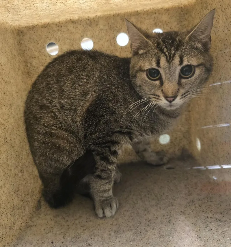 An adult medium-sized female Domestic Short Hair cat named Fish Stick for adoption in Dickson, TN